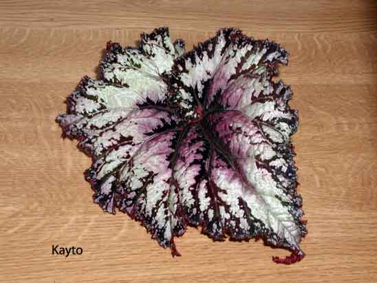 B. ‘Kayto’